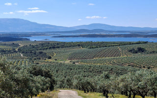 From the land to the table: a journey through Extremadura, the birthplace of our olive oil