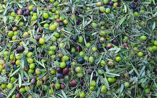 The meaning of cultivar and what makes our Manzanilla Cacereña so special